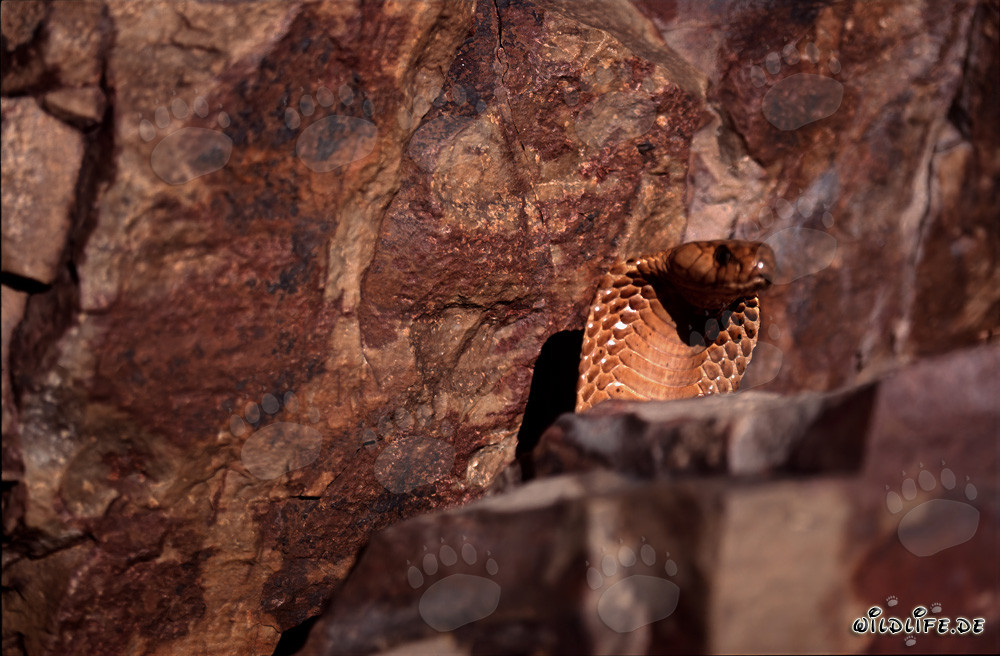 Kapkobra (Naja nivea)