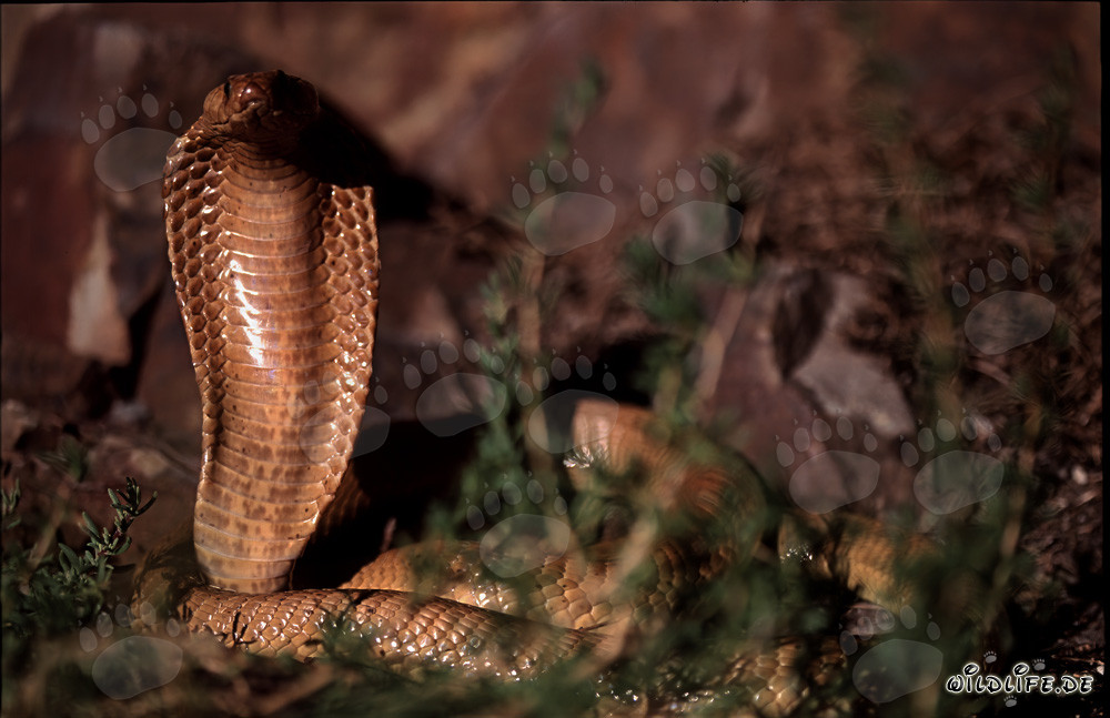 Fascinating Cape Cobra spotted in the Gansbaai Mountains