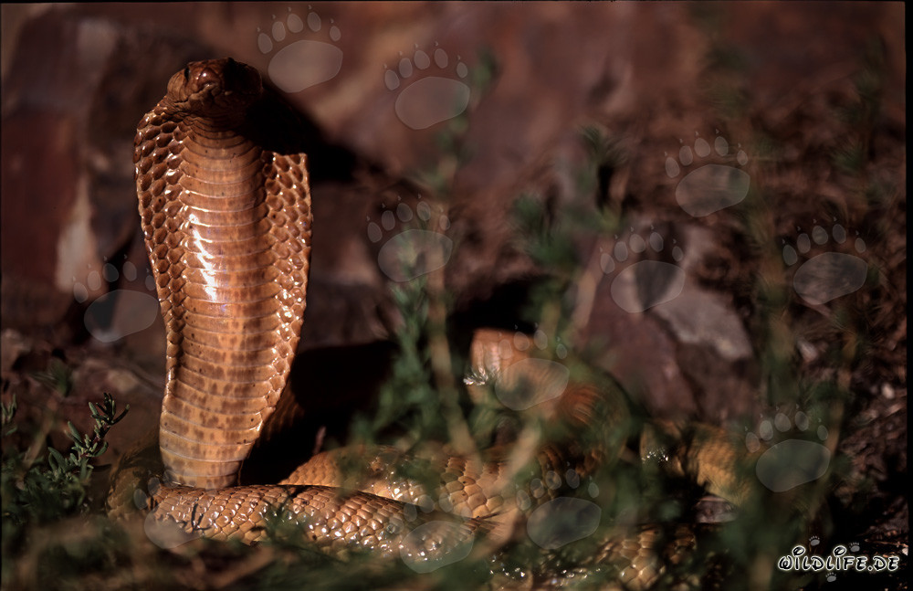 Fascinante descubrimiento de la cobra del Cabo en las montañas de Gansbaai