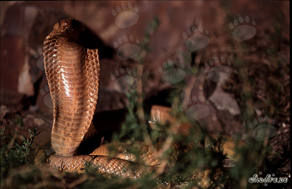 Découverte fascinante du cobra du Cap dans les montagnes de Gansbaai