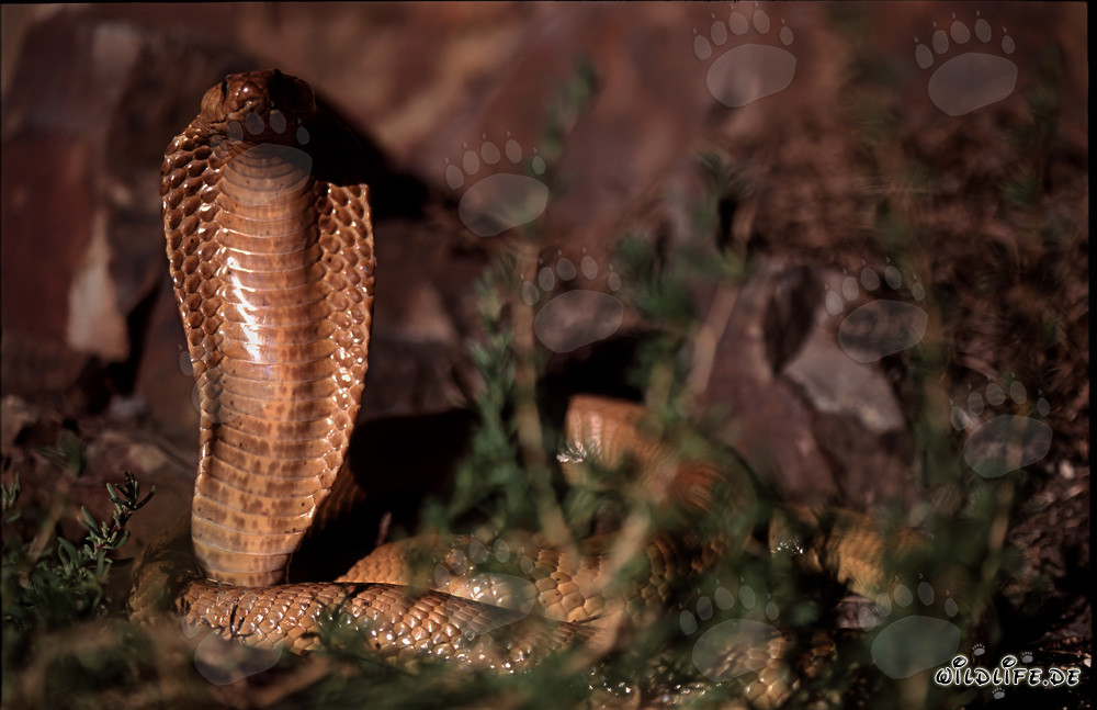 Affascinante scoperta del cobra del Capo nelle montagne di Gansbaai