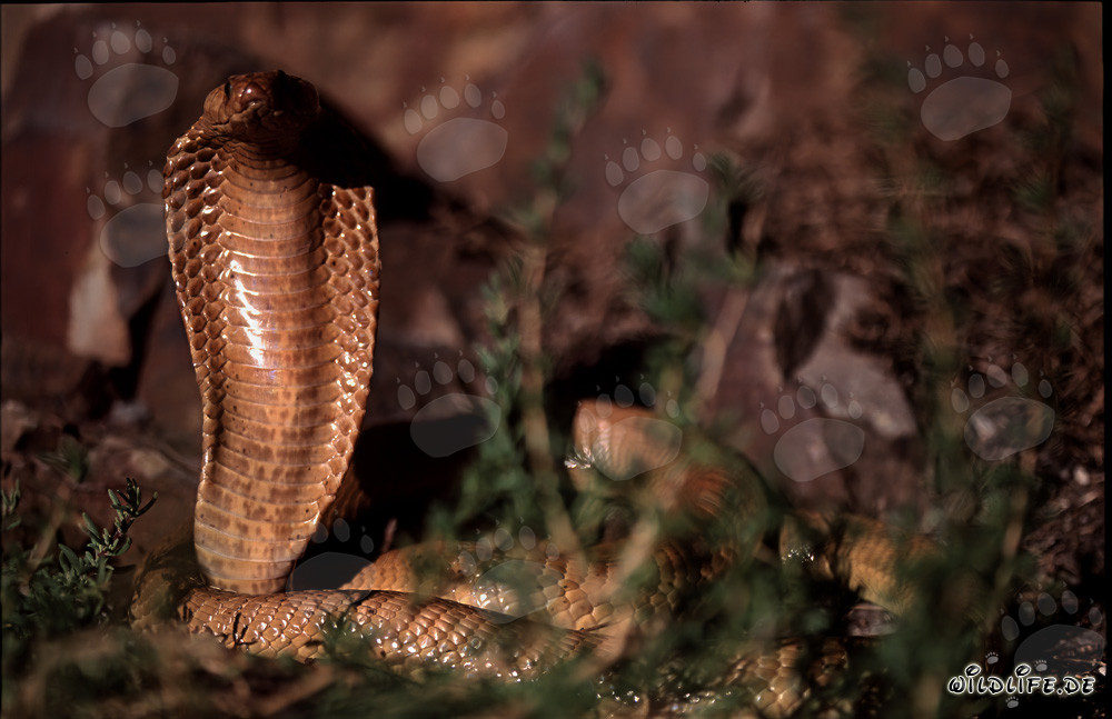 Faszinierende Kapkobra in den Gansbaai Mountains entdeckt