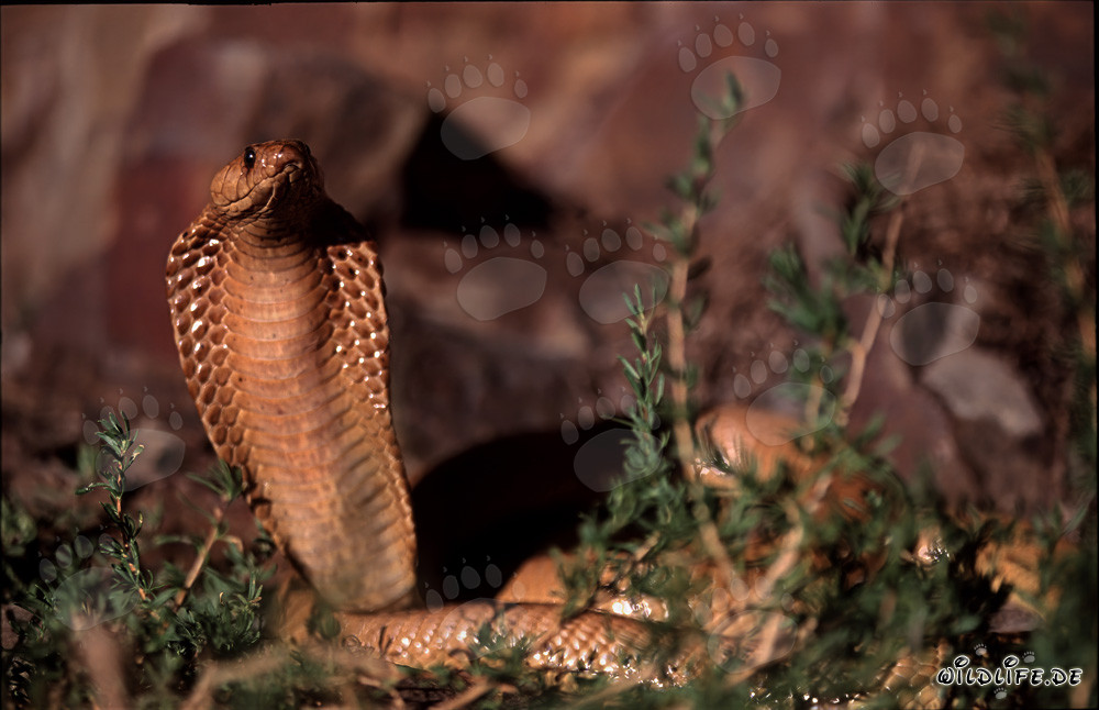 Fascinating Cape Cobra spotted in the Western Cape