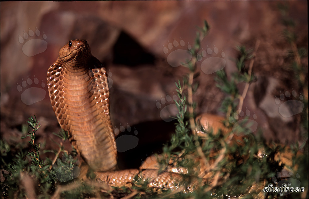 Fascinante descubrimiento de la cobra del Cabo Occidental