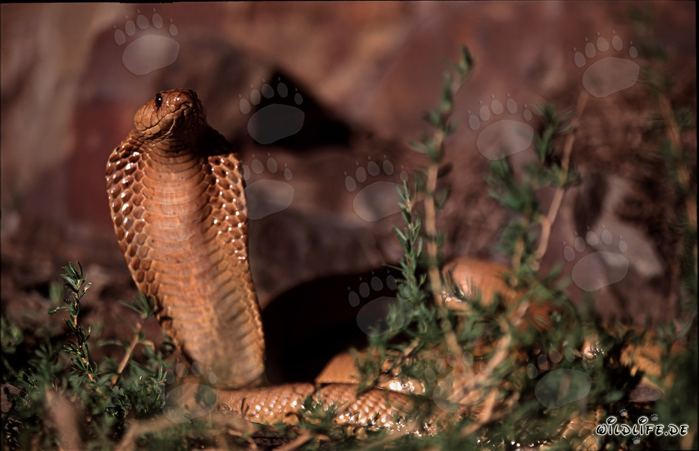 Découverte fascinante du cobra du Cap-Occidental