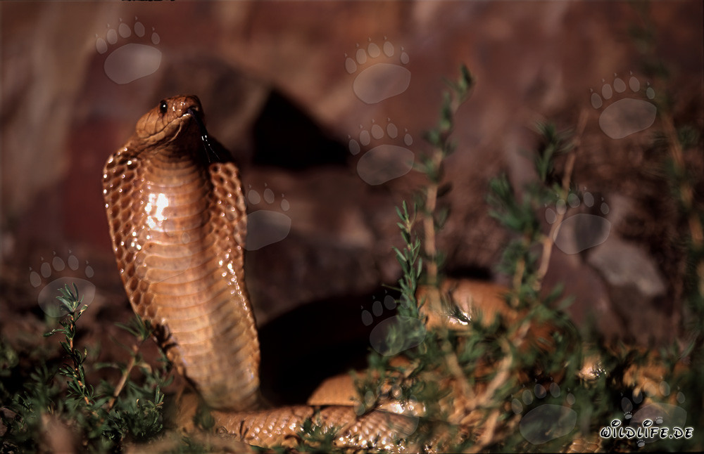 Raised Cape Cobra displaying impressive threat display in the Gansbaai Mountains, South Africa