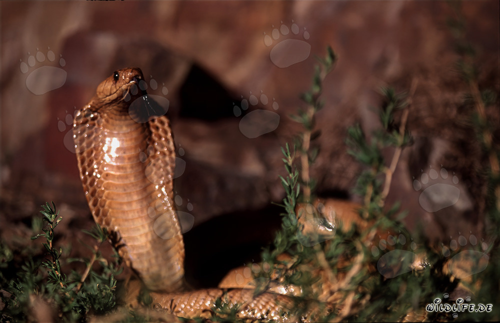 La Kapkobra mostra un comportamento minaccioso impressionante nelle montagne di Gansbaai, Sudafrica