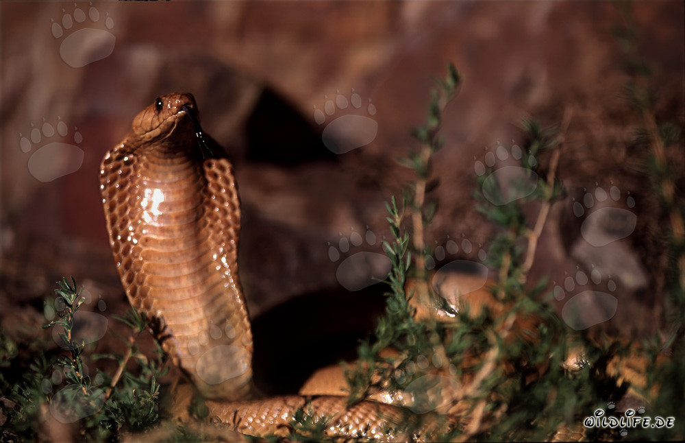 La Kapkobra montre un comportement menaçant impressionnant dans les montagnes de Gansbaai, Afrique du Sud