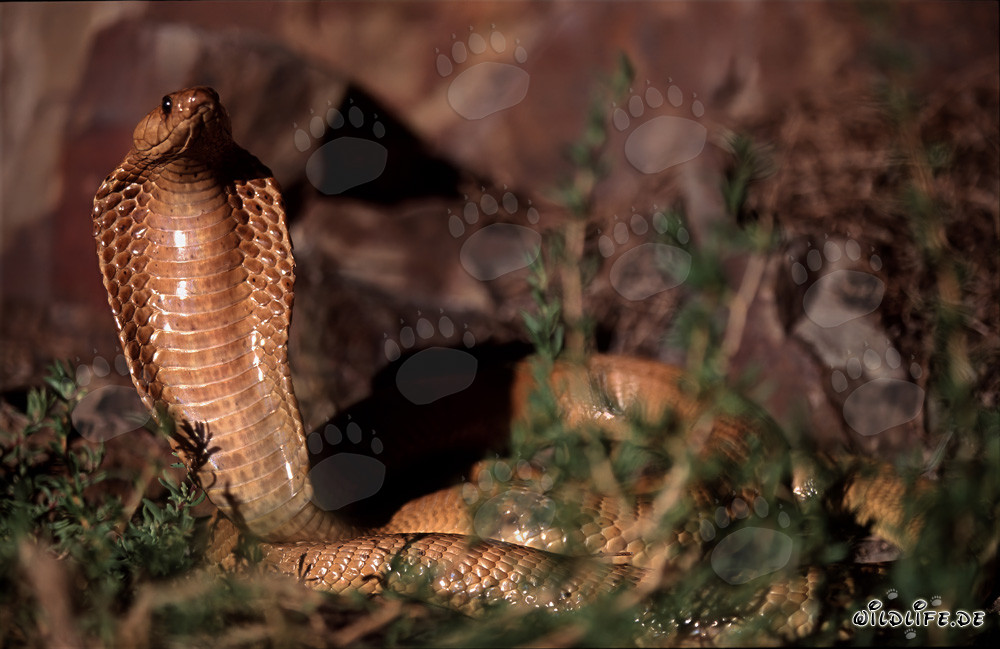 Fascinating Cape Cobra Observation in the Gansbaai Mountains