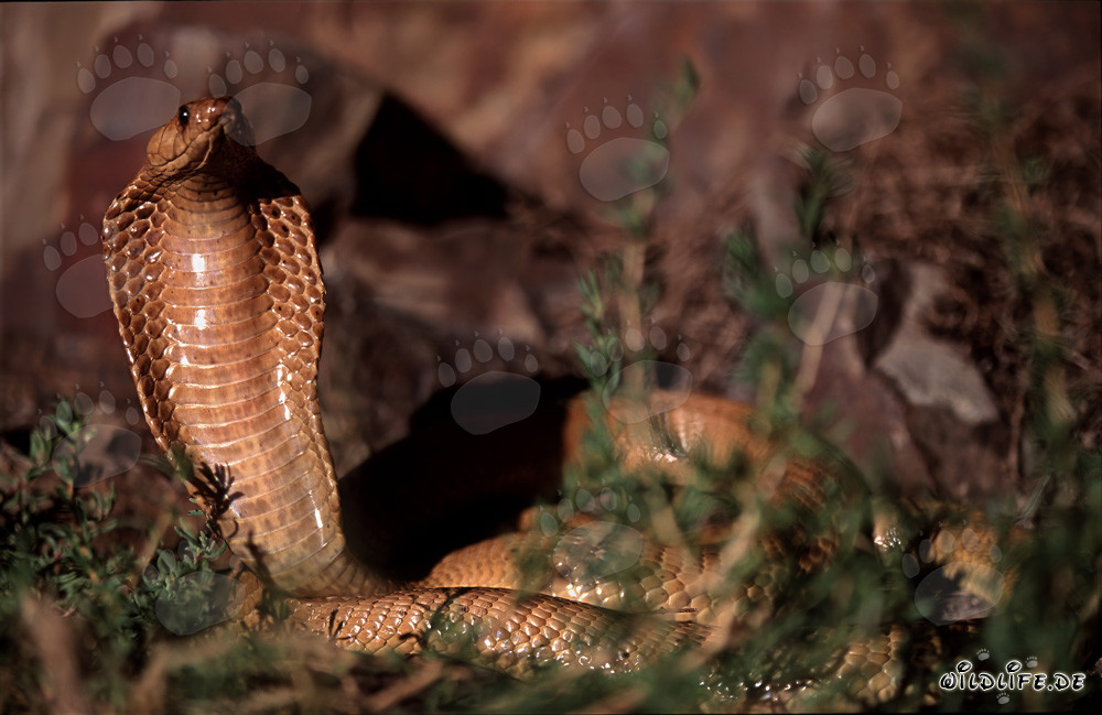 Observar la fascinante cobra del Cabo en las montañas de Gansbaai