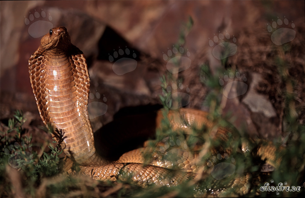 Osservare la affascinante cobra del Capo sulle montagne di Gansbaai