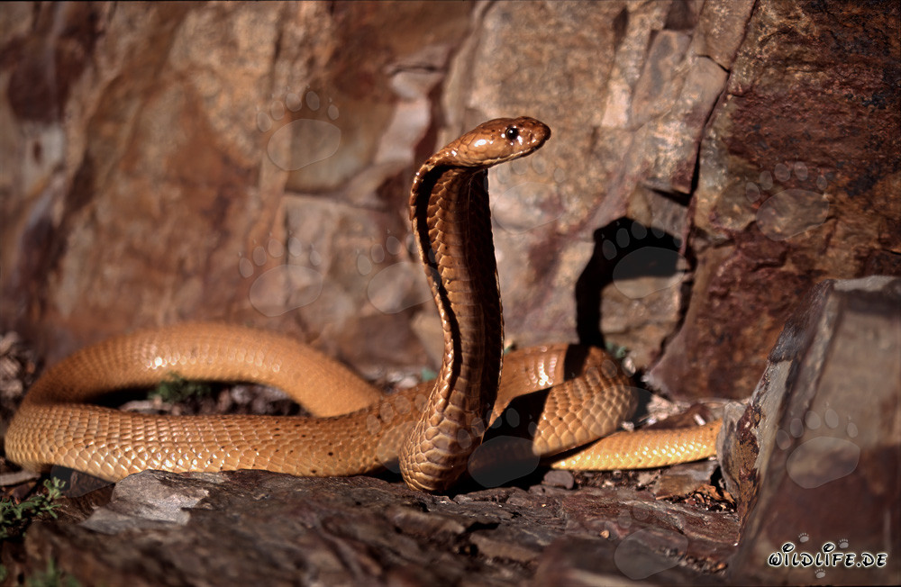 Fascinante cobra del Cabo a la luz del sol