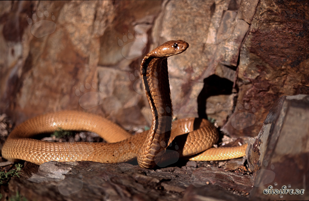 Affascinante cobra del Capo alla luce del sole