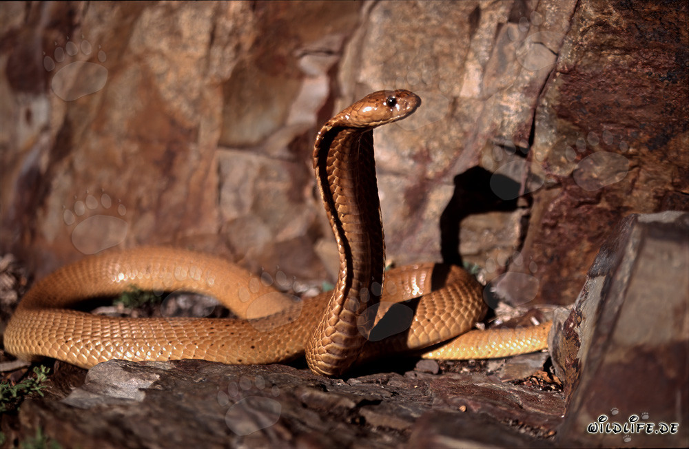 Cobra du Cap fascinante sous la lumière du soleil