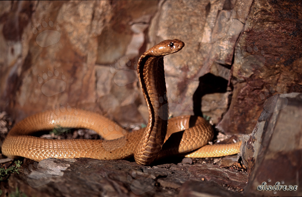Faszinierende Kapkobra im Sonnenlicht