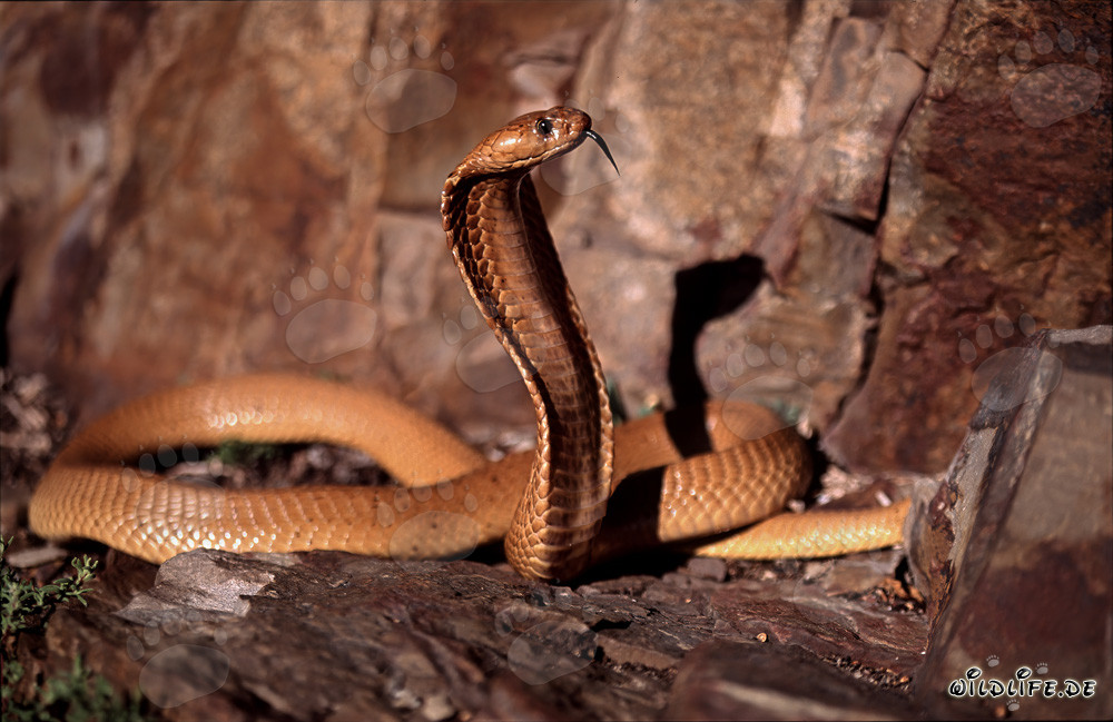 Fascinating Cape Cobra in the wild nature of Western Cape