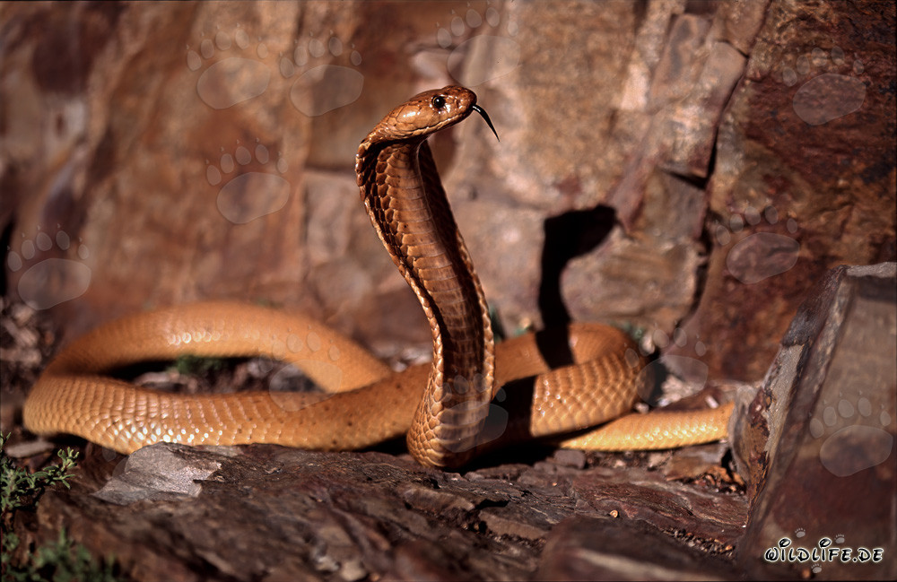 Fascinante cobra del Cabo en la naturaleza salvaje de Western Cape