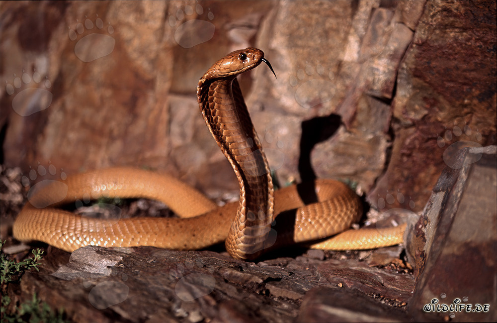 Affascinante cobra del Capo nella natura selvaggia del Western Cape