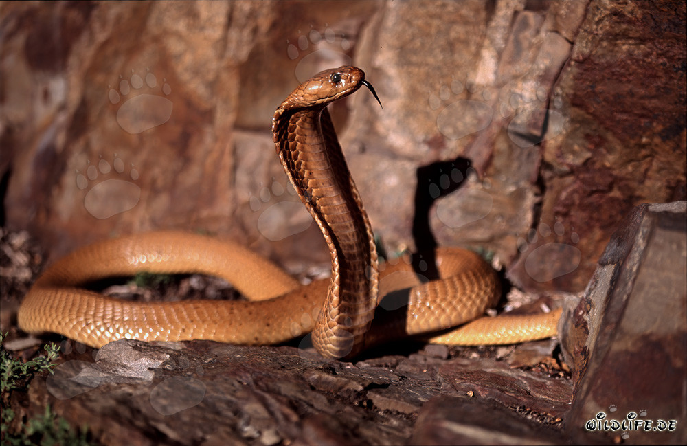 Cobras du Cap fascinantes dans la nature sauvage du Cap occidental
