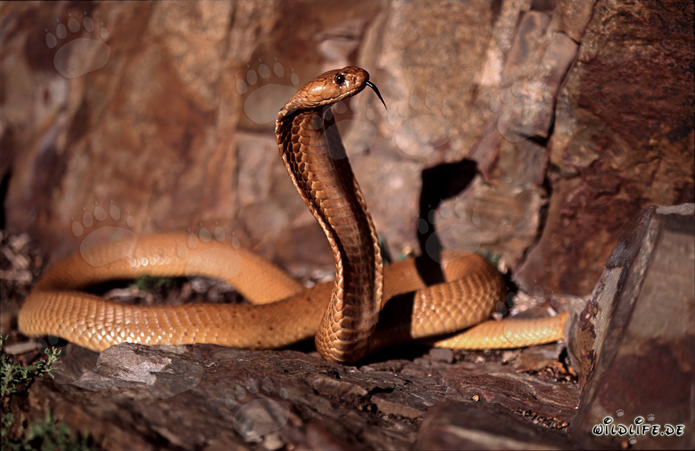 Faszinierende Kapkobra in der wilden Natur des Western Cape