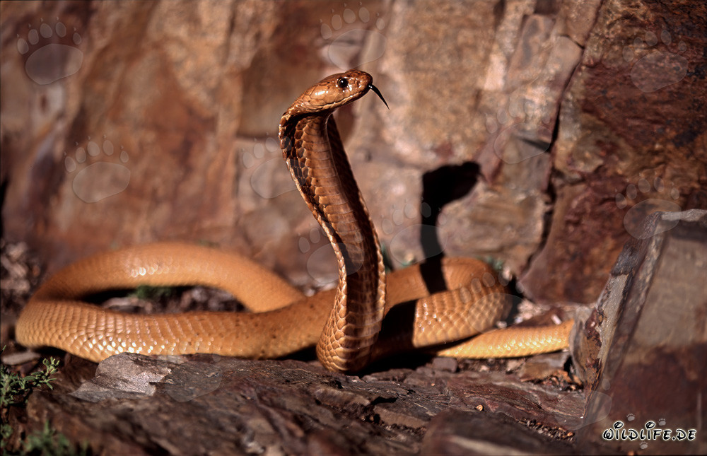 Fascinating Cape Cobra spotted in the wilderness of Western Cape