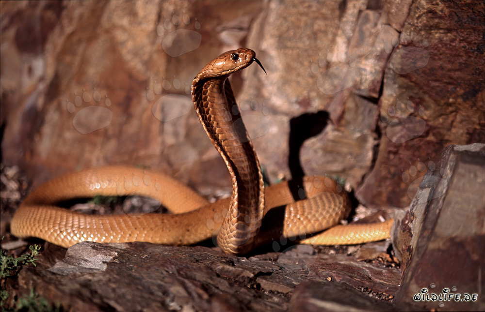 Affascinante scoperta del cobra del Capo nella natura del Western Cape