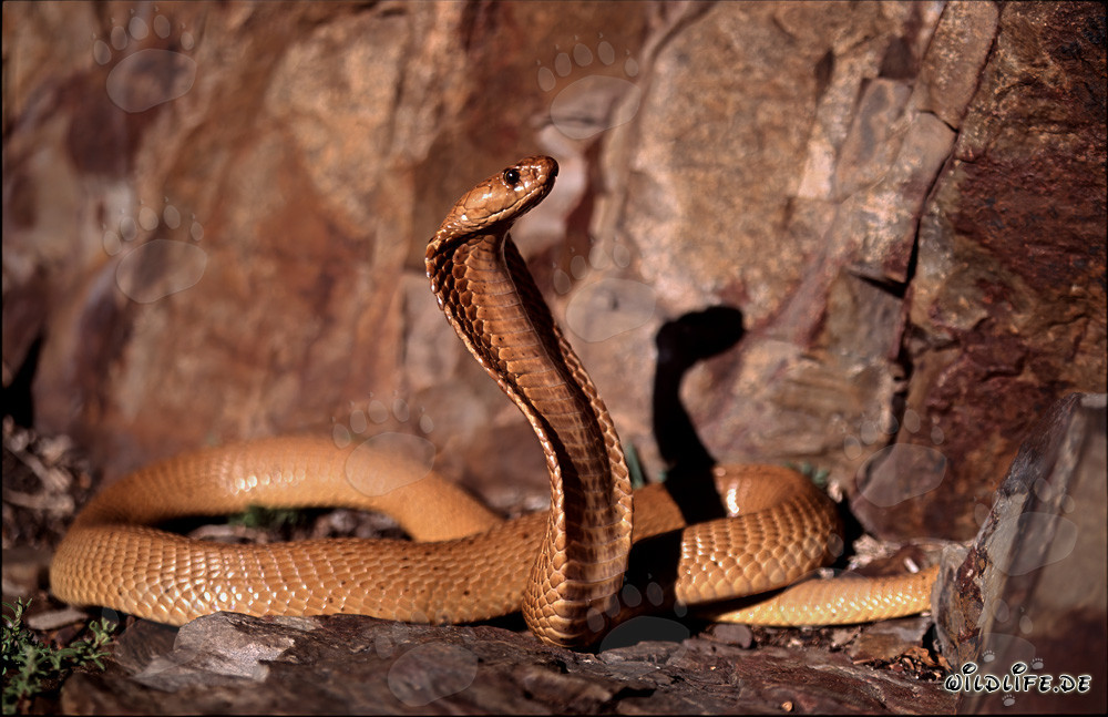 Fascinating Cape Cobra in the Colorful Rocks of the Overberg Fynbos