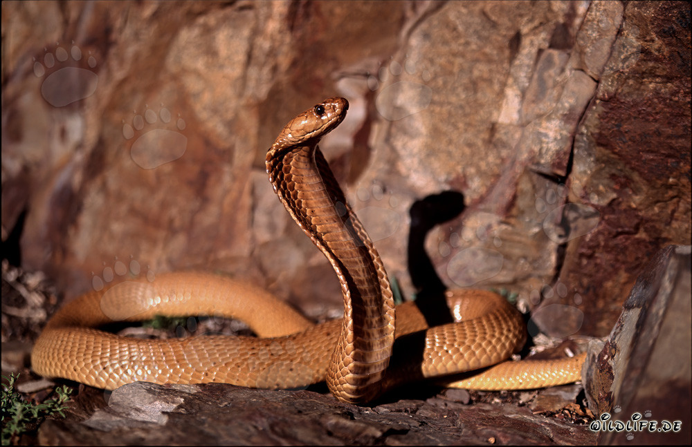 Fascinante Cobra del Cabo en las coloridas rocas del Fynbos de Overberg