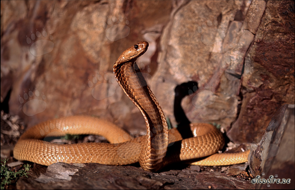 Affascinante Cobra del Capo nelle colorate rocce del Fynbos di Overberg