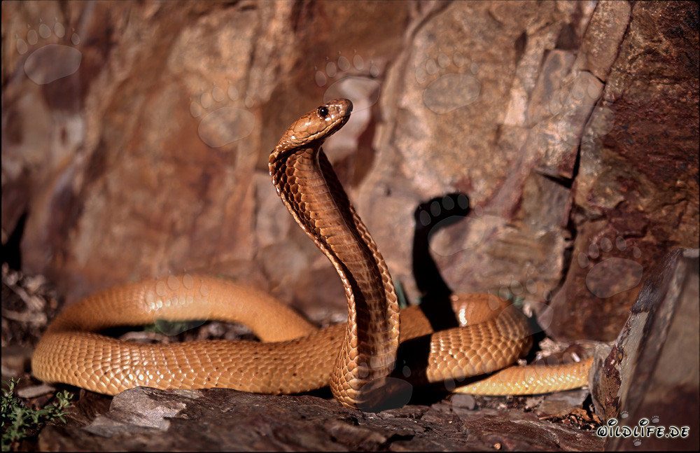 Cobra du Cap fascinante dans les rochers colorés du Fynbos d'Overberg