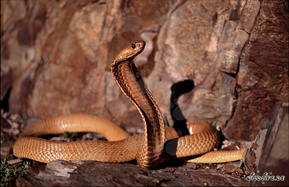 Faszinierende Kapkobra in den bunten Felsen des Overberg Fynbos