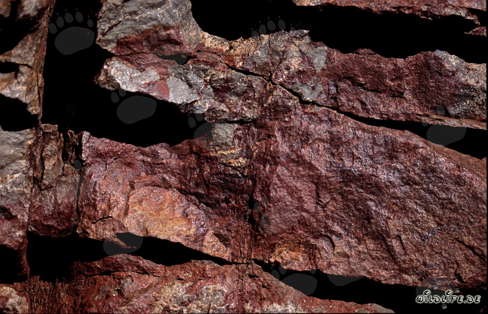 Paisaje rocoso vivo con cobras del Cabo en Sudáfrica