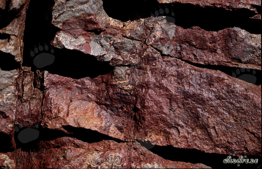 Lebendige Felsenlandschaft mit Kapkobras in Südafrika