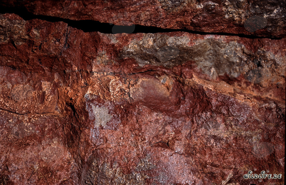 Fascinating Cape Cobras amidst colorful rocks