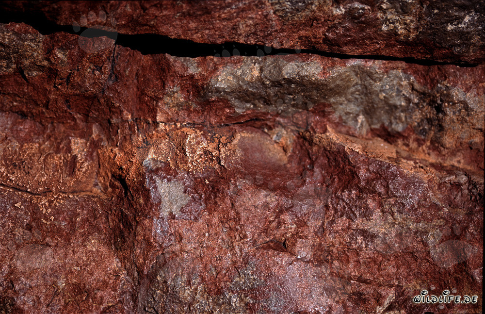 Fascinantes Cobras del Cabo entre rocas coloridas