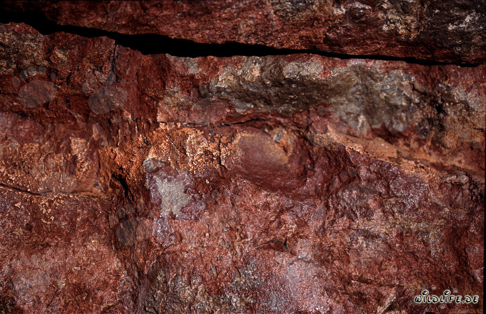 Cobras du Cap fascinantes au milieu de rochers colorés