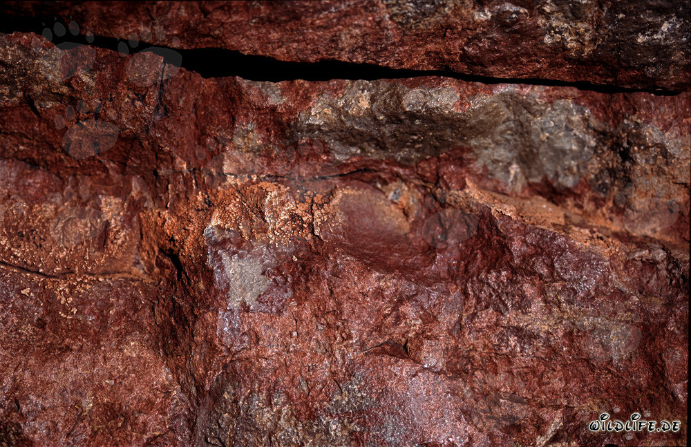 Faszinierende Kapkobras inmitten bunter Felsen