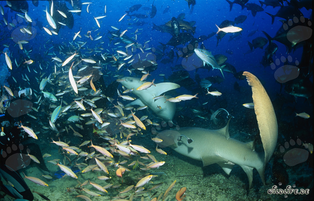 Dos elegantes tiburones nodriza comunes en medio de un banco de peces animado
