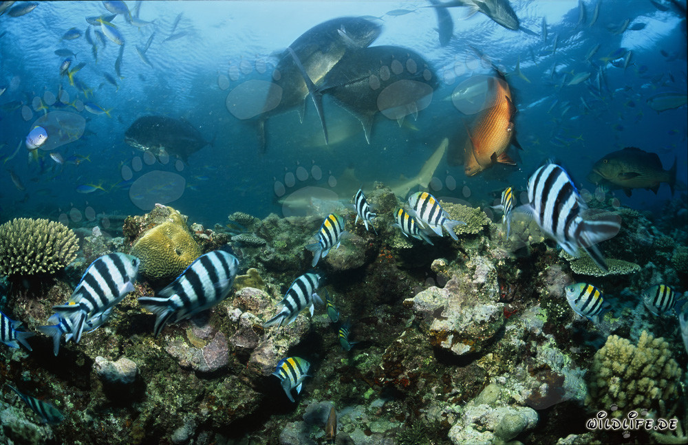 Blacktip Reef Shark, Giant Trevally, and Coral Fish