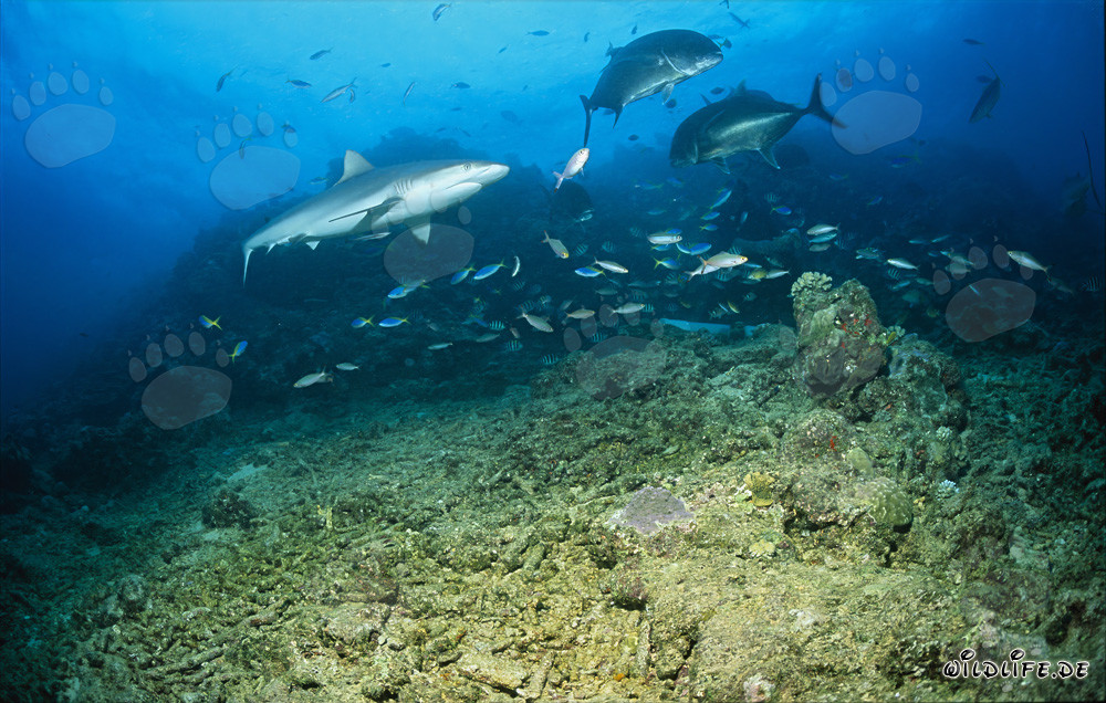 Bull shark reaches the Shark Reef in Beqa Lagoon on Viti Levu, Fiji