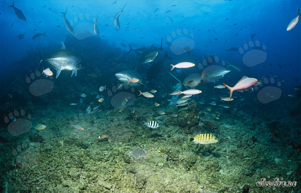 Impressive Bull Shark at Shark Reef in Fiji