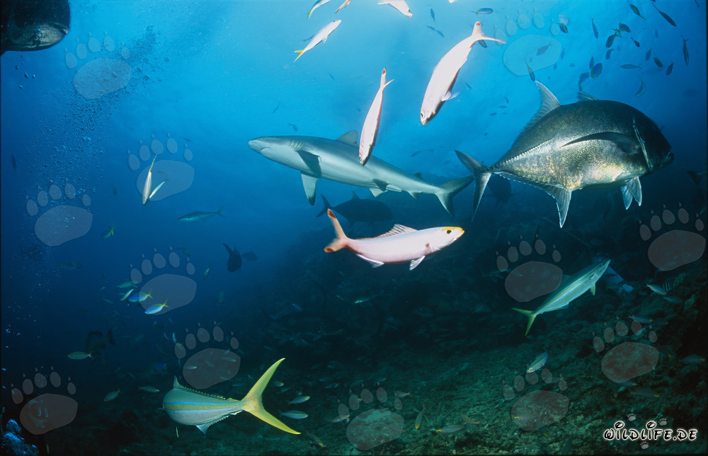 Bull Shark and Giant Trevally Encounter at Shark Reef