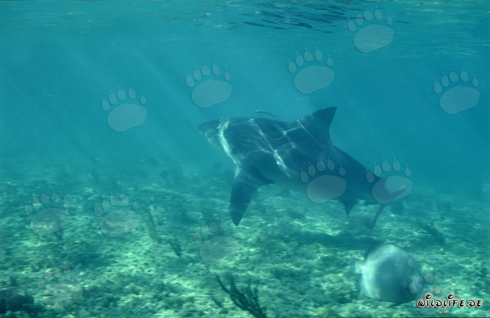 Impressive Bull Shark foraging near Walker´s Cay