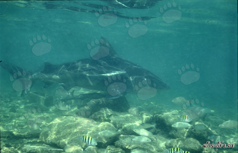 Bull Shark (Carcharhinus leucas) foraging at Shark Beach on Walker´s Cay