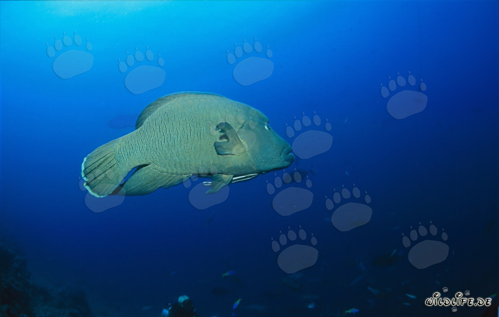 Pesce Napoleone Lippfisch allo Shark Reef nella laguna di Beqa, Viti Levu, Figi