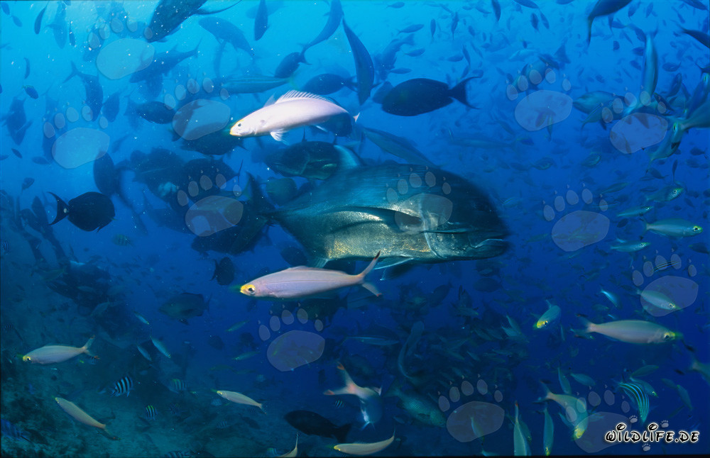 Incontro con un carango gigante nella barriera corallina
