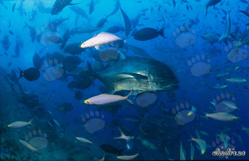 Rencontre avec une carangue géante dans le récif corallien