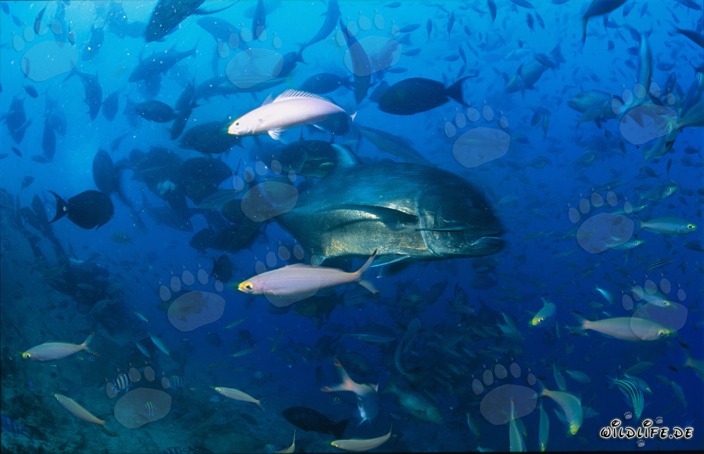 Faszinierende Begegnung mit einer Dickkopf-Makrele im Korallenriff von Beqa Lagoon