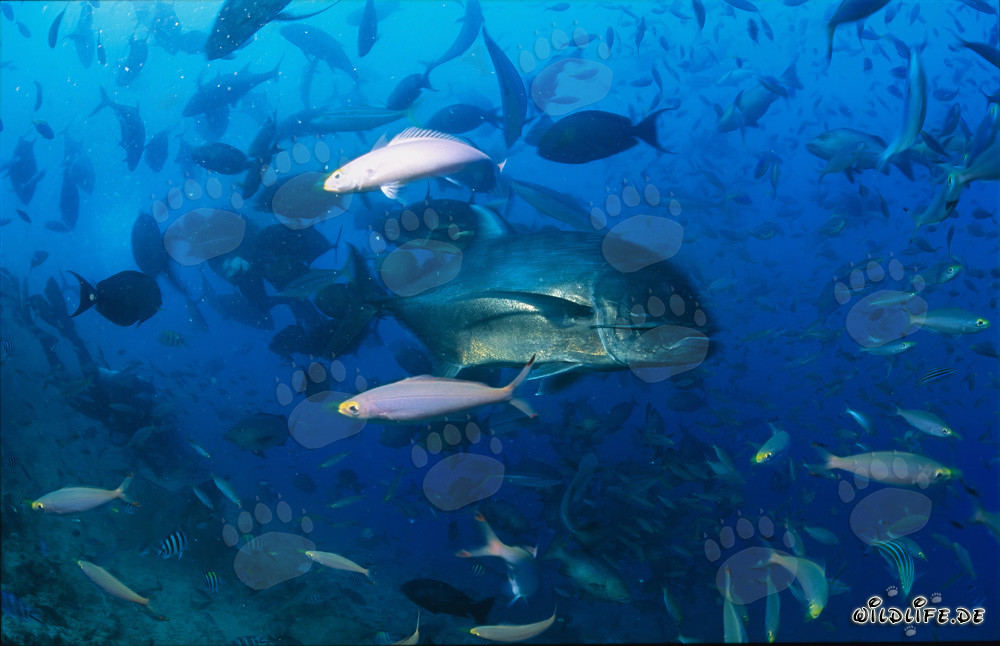 Encounter with a Giant Trevally in the Coral Reef