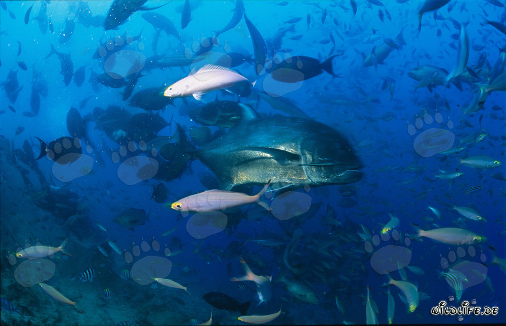 Encuentro con un jurel gigante en el arrecife de coral
